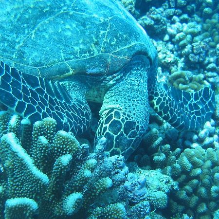 Fare Vaihere Moorea Exteriör bild