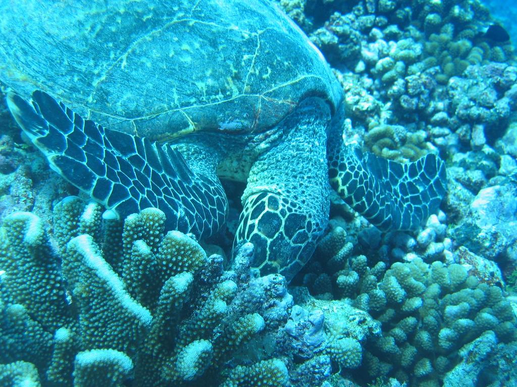 Fare Vaihere Moorea Exteriör bild